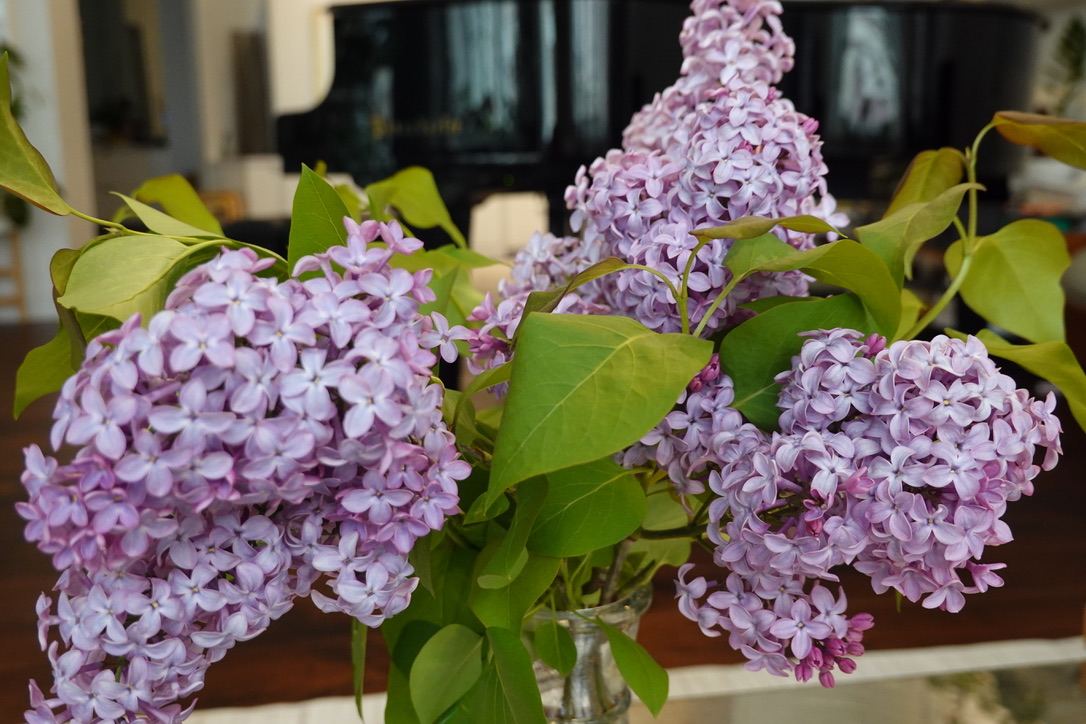 Lilacs, and the Bösendorfer